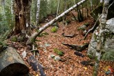 El Bosque de Ordesa - Pirineos - Huesca - Aragón