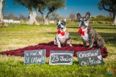 Foto para invitaciÃ³n de Boda con Mascotas