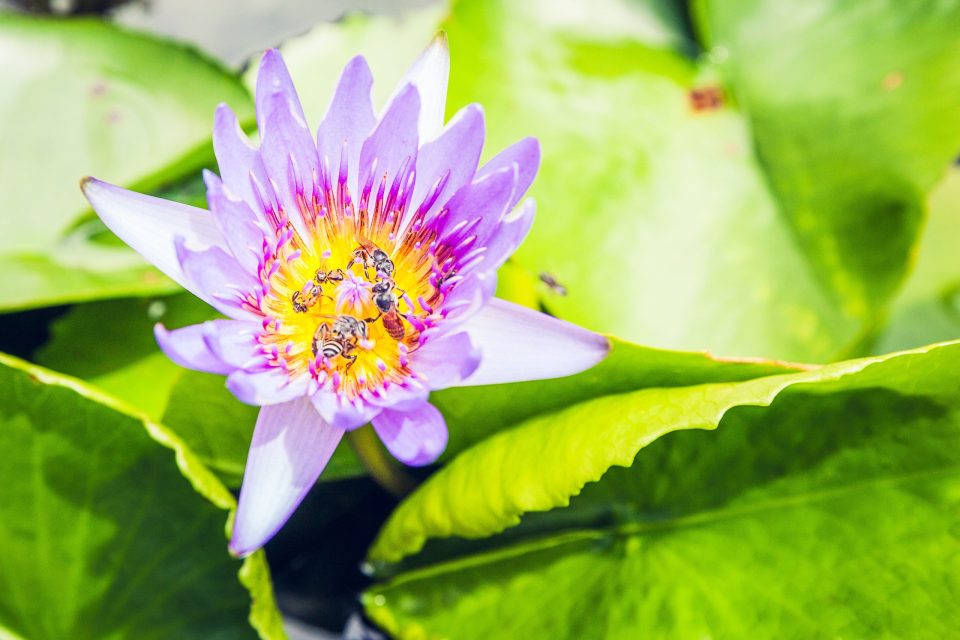 Close-up of a water lily with purple petals and a yellow centre.