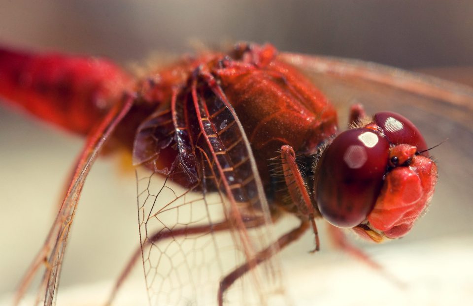 Close-up of a reddish dragonfly on a pale surface.
