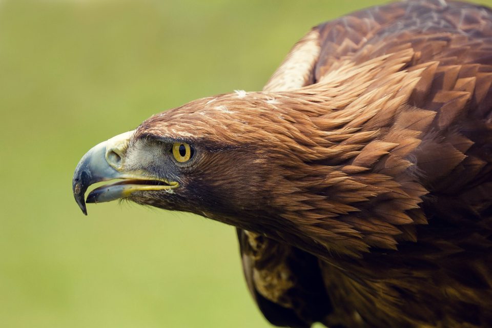 Side-on close-up of a brown-plumaged bird of prey with its yellow eye and curved beak clearly visible.