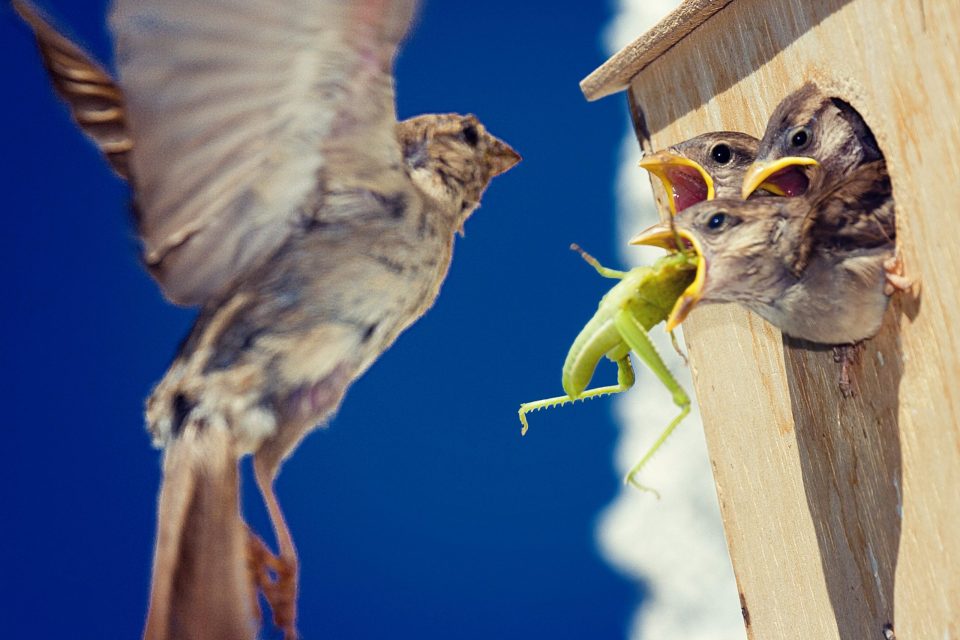 An adult bird flies towards a wooden nest box carrying a green insect.