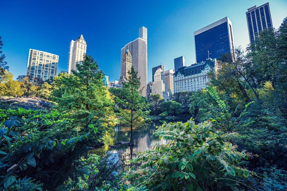 A panoramic view of a pond surrounded by lush vegetation and trees in an urban park.